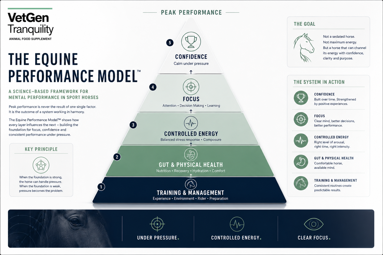 The Equine Performance Model — a science-based framework showing how Training, Gut Health, Controlled Energy, Focus and Confidence build peak performance in sport horses