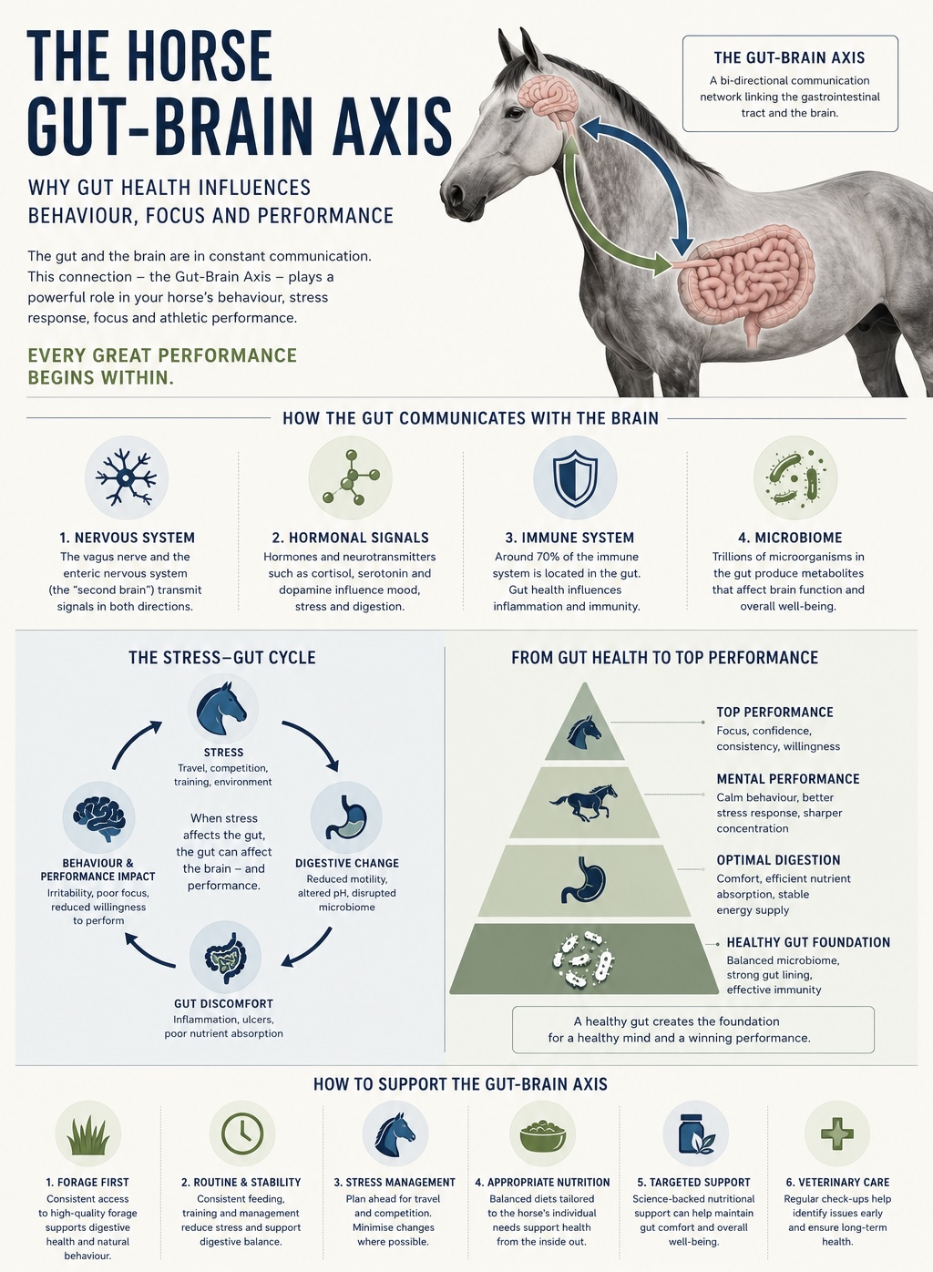 Infographic: The Horse Gut-Brain Axis — how gut health influences behaviour, focus and performance