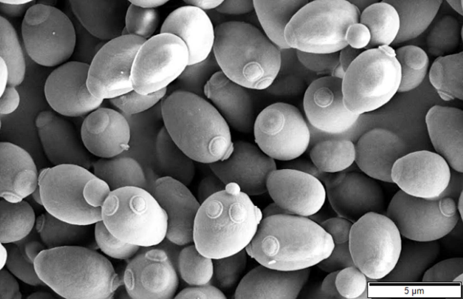 Scanning electron microscope image of Saccharomyces cerevisiae yeast cells with visible bud scars, 5 ยตm scale bar