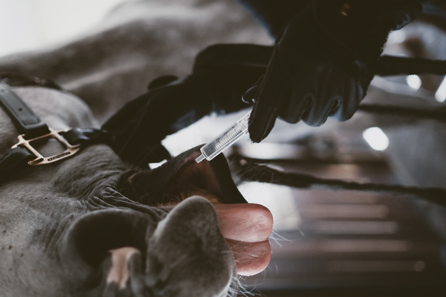 Gloved hand giving an oral dose to a dappled grey horse with a graduated dosing syringe