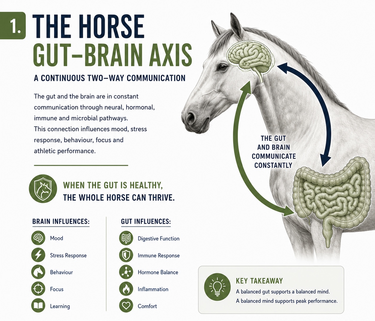 Infographic: The Horse Gut-Brain Axis — a continuous two-way communication between brain and gut influences mood, stress response, behaviour, focus, digestion, immunity and comfort