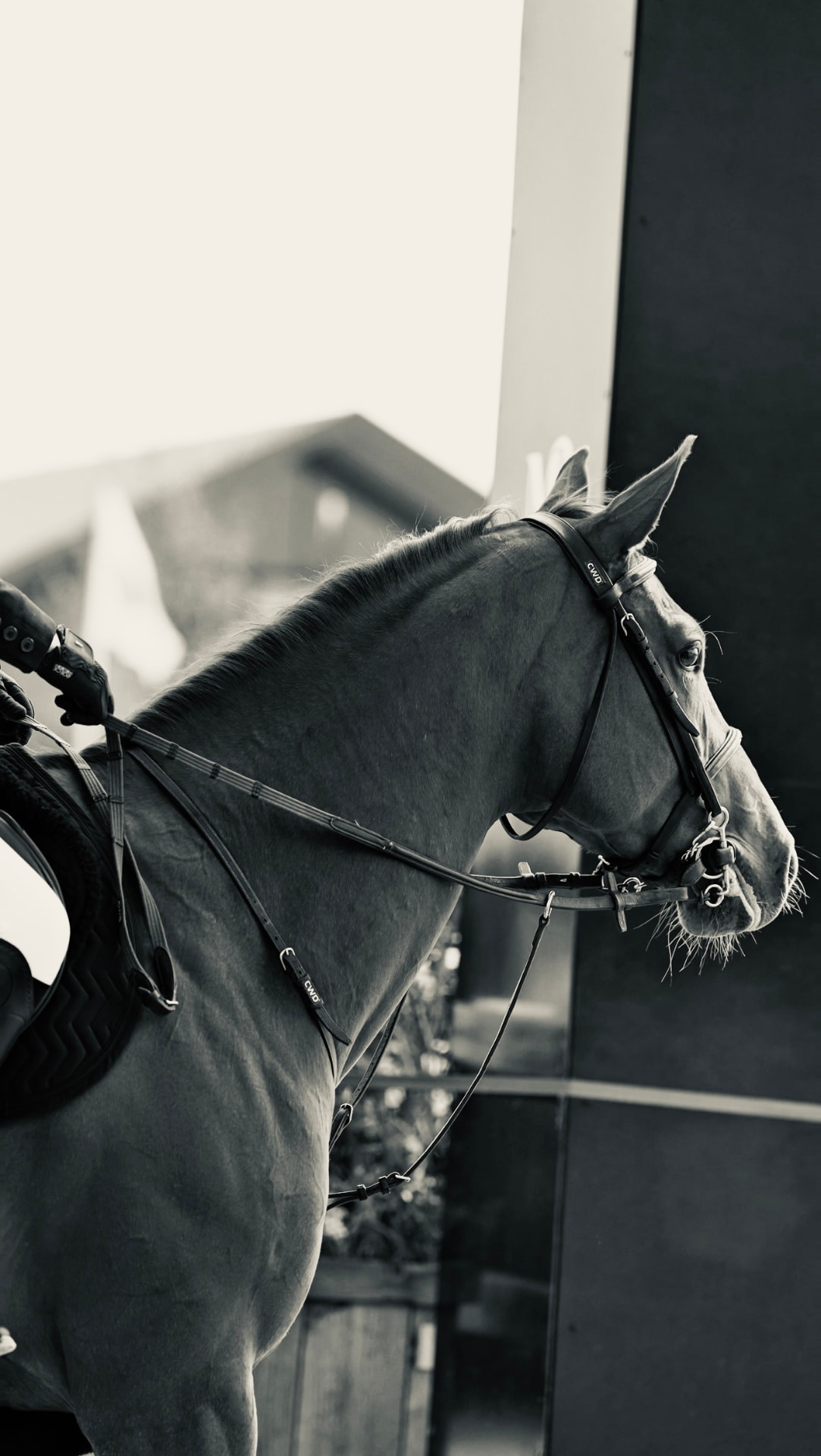 Black and white portrait of a bridled sport horse standing relaxed before work