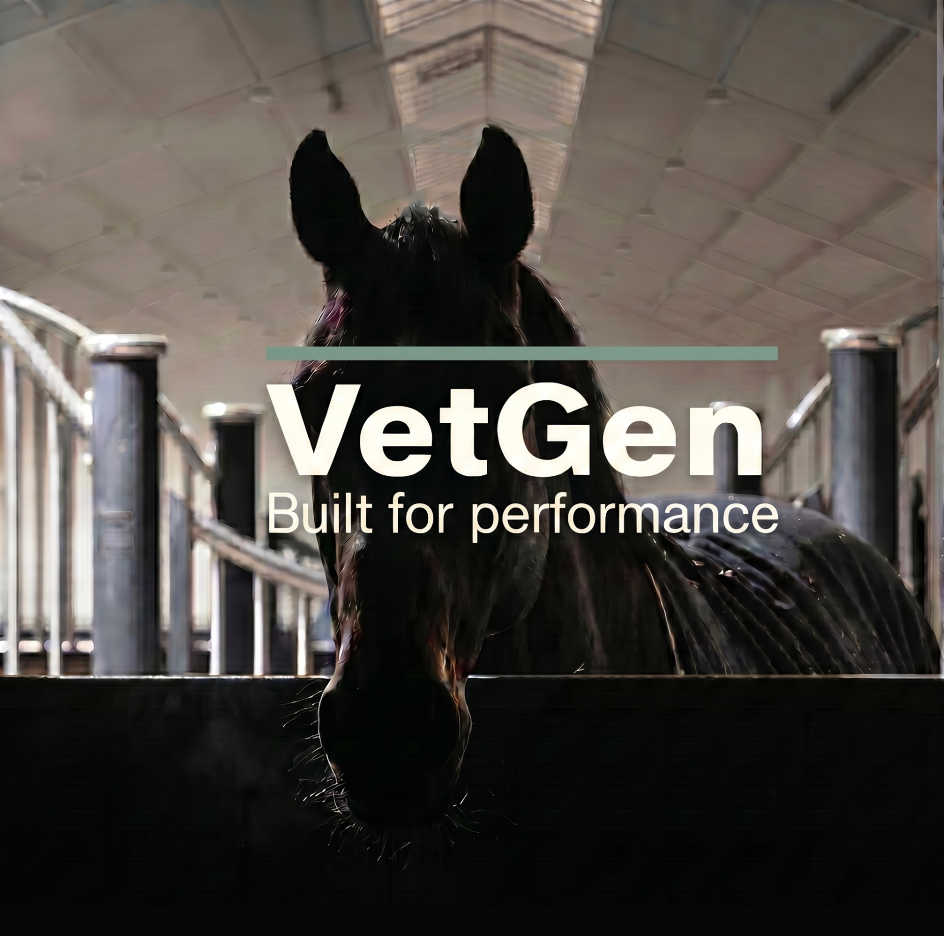 VetGen — Built for performance. A focused horse in the stable.